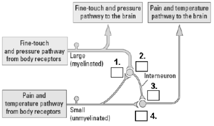 Indicate which parts of the pain circuit are excitatory (+) and which are inhibitory (-).    1._____ 2._____ 3._____ 4._____