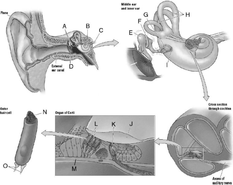 Match the letter to the appropriate structure of the ear.   _____ 1. auditory nerve _____ 2. semicircular canals _____ 3. outer hair cells _____ 4. inner hair cells _____ 5. oval window _____ 6. cochlea _____ 7. ossicles _____ 8. cilia _____ 9. tectorial membrane _____ 10. nerve fibers _____ 11. eardrum _____ 12. hammer _____ 13. basilar membrane _____ 14. anvil _____ 15. stirrup