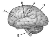 Locate the following areas of the brain.   _____ 1. motor area for the face _____ 2. Broca's area _____ 3. Wernicke's area _____ 4. cranial nerves _____ 5. arcuate fasciculus
