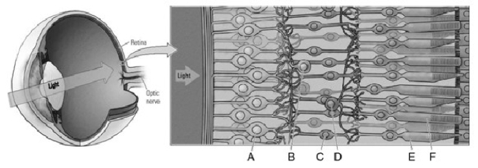 Match the letter to the cell structure.   _____ 1. rod _____ 2. ganglion cell _____ 3. amacrine cell _____ 4. cone _____ 5. bipolar cell _____ 6. horizontal cell