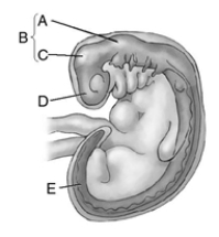 Match the letter to the correct fetal brain region.   _____ 1. neural tube _____ 2. forebrain _____ 3. hindbrain _____ 4. brainstem _____ 5. midbrain