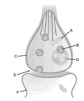 Locate the structures in a synapse.   _____ 1. storage granule _____ 2. synaptic cleft _____ 3. mitochondrion _____ 4. synaptic vesicle _____ 5. presynaptic membrane _____ 6. postsynaptic membrane