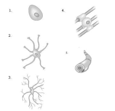 Match each picture to its name.   _____ A) microglial cell _____ B) ependymal cell _____ C) oligodendroglial cell _____ D) Schwann cell _____ E) astrocyte