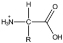What is the most prevalent form of the amino acid glycine (R = H) in an aqueous environment when mixed with an excess of strong acid. A) B) C) D) E)