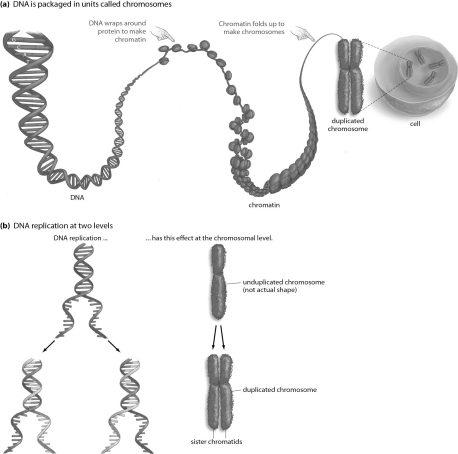 Refer to the figure below, and then answer the question that follows.   -What is the advantage of chromatin coiling and condensing into tight structures before mitosis?