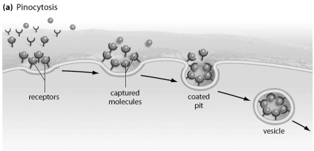 Refer to the figure below, and then answer the question that follows.   -The type of transport shown is an example of: A)  simple diffusion. B)  active transport. C)  endocytosis. D)  exocytosis. E)  facilitated diffusion.