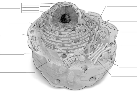 Label the Parts of the Animal Cell | Biology+