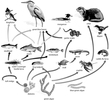 Refer to the figure below, and then answer the question that follows.   -In this diagram, the blue heron is playing which role in the ecosystem when it eats the garter snake? A)  primary consumer and second trophic level B)  secondary consumer and third trophic level C)  tertiary consumer and third trophic level D)  tertiary consumer and fourth trophic level