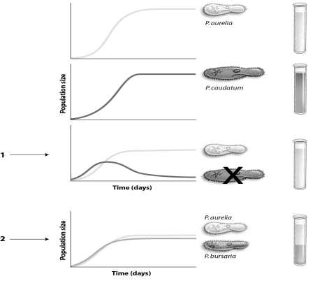 Refer to the figure below, and then answer the following question(s) .   -The graph indicated by a  2  demonstrates which principle of community ecology? A)  biodiversity B)  ecological dominants C)  facilitation D)  resource partitioning E)  competitive exclusion