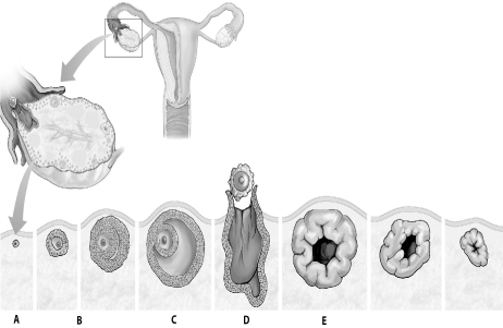 Refer to the figure below, and then answer the question that follows.   Which item, A, B, C, D, or E, represents the structure that maintains the female reproductive tract during the early part of pregnancy?<div style=padding-top: 35px> 