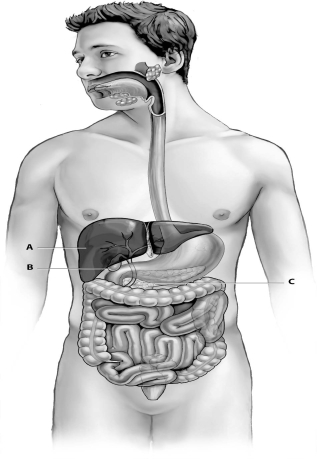 Refer to the figure below, and then answer the question that follows.   -Which organ, A, B, or C, produces digestive enzymes and chemical buffers?