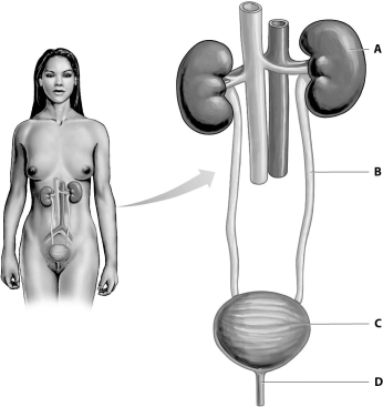 Refer to the figure below, and then answer the question that follows.   -Which structure, A, B, C, or D, transports urine using peristalsis?