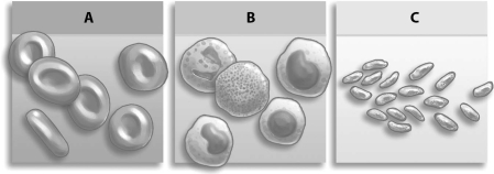 Refer to the figure below, and then answer the following question(s).   -Which drawing, A, B, or C, depicts a formed element important in clotting?
