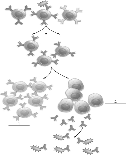Refer to the figure below, and then answer the following question(s) .   -The figure above shows antibody-mediated immunity. The cells indicated by a  2  are: A)  bacterial cells. B)  cytotoxic T cells. C)  helper T cells. D)  memory cells. E)  plasma cells.