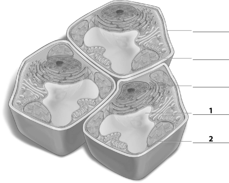 Refer to the figure below, and then answer the following question(s) .   -The missing label indicated by a  2  corresponds to the: A)  cell wall. B)  central vacuole. C)  cell membrane. D)  chloroplast.