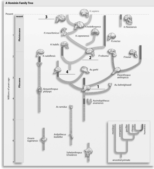 Refer to the figure below, and then answer the following question(s) .   -The missing label indicated by a  3  in the figure should be: A)  Australopithecus afarensis. B)  Australopithecus africanus. C)  Homo ergaster. D)  Homo neanderthalensis.