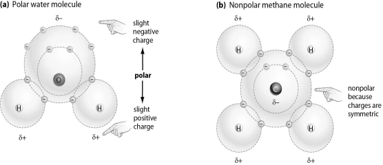 <strong>Refer to the figure below, and then answer the question that follows.   Which of the following molecules is most likely to bind to an ion, and why?</strong> A) Molecule A, because it has electrical charges that will attract an ion B) Molecule B, because it has four hydrogen atoms on the exterior of the molecule C) Molecule A, because any molecule with oxygen is able to bind to an ion D) Molecule B, because it has a carbon at in the center of the molecule <div style=padding-top: 35px> 