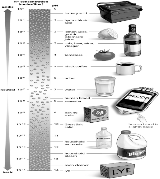Refer to the figure below, and then answer the question that follows.   -You are working in a chemistry lab, and your lab partner knocks over a beaker of hydrochloric acid. You alert your laboratory instructor, and he immediately pours another solution over the spill to neutralize the acid. Using the figure as a guide, what did your instructor pour onto the acid to neutralize it? A)  water B)  baking soda C)  lemon juice D)  coffee