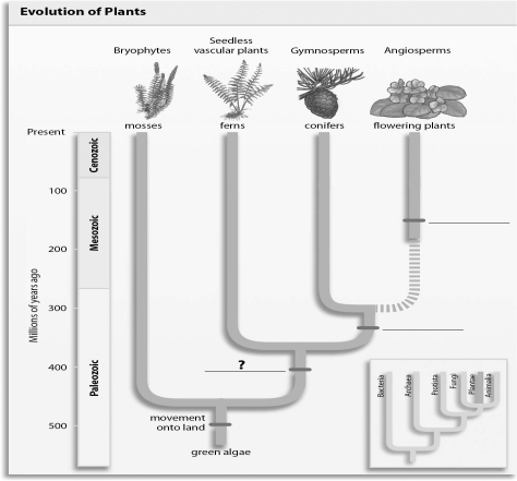 Refer to the figure below, and then answer the question that follows.   -The missing label indicated with a question mark in the figure should be: A)  chloroplasts. B)  seeds. C)  flowers. D)  vascular tissue.