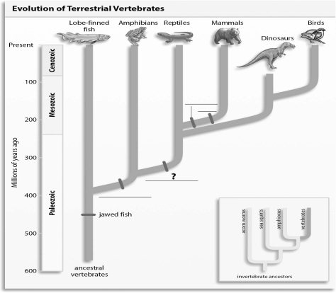 Refer to the figure below, and then answer the question that follows.   -The missing label indicated with a question mark in the figure should be: A)  amniotic egg. B)  mammary glands. C)  scales. D)  lungs.