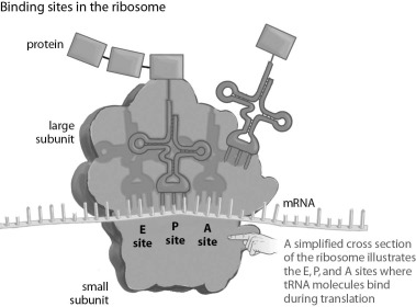 Refer to the figure below, and then answer the question that follows.   During translation, a tRNA with its bound amino acids is in the P site. What processes happen once a new tRNA is in the A site?<div style=padding-top: 35px> 