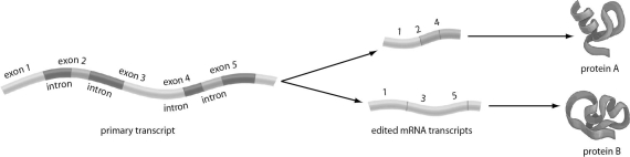Refer to the figure below, and then answer the question that follows.   -Primary transcripts are spliced by enzymes that recognize base sequences at the beginnings and ends of introns. A mutation changes the base sequence in a segment of DNA. If a mutation changed the base sequence at the beginning of the first intron so that it was no longer recognized by a splicing enzyme, how would that affect translation?