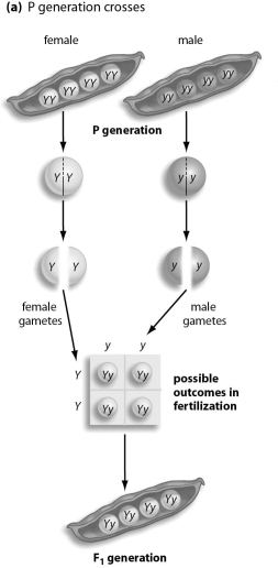 Refer to the figure below, and then answer the question that follows.   -In his basic experiments, Mendel began with true-breeding parental (P)  plants. What results did he see when he cross-fertilized P generation plants that had different traits? A)  The F<sub>1</sub> plants had new traits that were a blend of P traits. B)  All F<sub>1</sub> plants had the trait of one or the other P plant. C)  The F<sub>1</sub> plants had an entirely new trait, not seen in either P plant. D)  The F<sub>1</sub> plants showed a combination of the two P traits in a 1:1 ratio. E)  The F<sub>1</sub> plants showed a combination of the two P traits, in a 3:1 ratio.