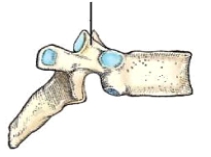 The part identified in this figure is the:   A)  lamina. B)  pedicle. C)  superior articular process. D)  inferior articular process.