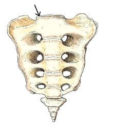 The part identified in this figure is the:   A)  ala. B)  base. C)  promontory. D)  first sacral segment.