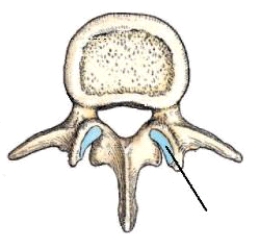 The part identified on the lumbar vertebra above is the:   A)  pedicle. B)  lamina. C)  superior articular process and facet. D)  transverse process.