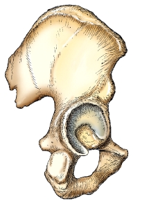 What is the name of the bone and aspect of the bone in this figure?   A)  Hip bone,medial B)  Hip bone,lateral C)  Ilium,anterior D)  Ilium,posterior