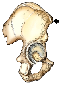 The part identified by the arrow in this figure is the:   A)  anterior superior iliac spine. B)  posterior superior iliac spine. C)  anterior inferior iliac spine. D)  posterior inferior iliac spine.