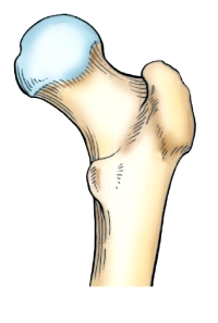 The aspect of the proximal femur shown in this figure is the:   A)  posterior. B)  anterior. C)  lateral. D)  medial.