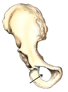 The anatomy indicated by the arrow on this figure is the:   A)  pubis. B)  ischium. C)  acetabulum. D)  obturator foramen.