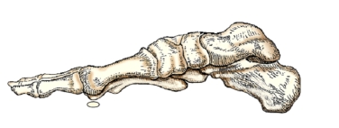 The aspect of the foot shown in this figure is the:   A)  dorsal. B)  plantar. C)  medial. D)  lateral.