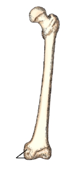 The bone part identified in this figure is the:   A)  lateral condyle. B)  lateral malleolus. C)  medial condyle. D)  medial epicondyle.