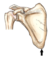 The part identified by the arrow in this figure is the:   A)  superior angle. B)  inferior angle. C)  coracoid process. D)  lateral border.