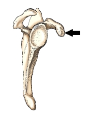 The bone part identified by the arrow in this figure is the:   A)  acromion. B)  costal surface. C)  coracoid process. D)  glenoid cavity.