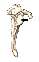 The bony area identified by the arrow in this figure is the:   A)  acromion. B)  costal surface. C)  coracoid process. D)  glenoid cavity.
