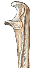 The bone part shown in this figure is the:   A)  distal ulna. B)  proximal ulna. C)  distal radius. D)  proximal radius.