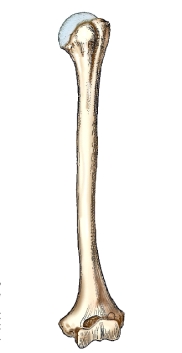 What bone is shown in this figure?   A)  Radius B)  Tibia C)  Ulna D)  Humerus