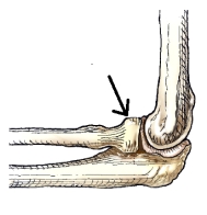 What anatomy is indicated by the arrow in this figure?   A)  Trochlea B)  Capitulum C)  Radial head D)  Olecranon process