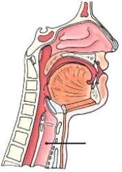 The anatomy identified on the lateral neck below is the:   A)  oropharynx. B)  esophagus. C)  larynx. D)  trachea.