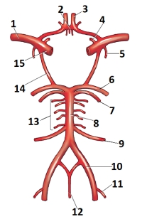 Which number in this figure identifies the basilar artery?   A)  8 B)  6 C)  10 D)  14