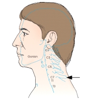 The external landmark indicated by the arrow in this figure is the:   A)  mastoid tip. B)  vertebra prominens. C)  gonion. D)  transverse process.