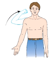 The movement shown in this figure is:   A)  adduction. B)  abduction. C)  extension. D)  flexion.