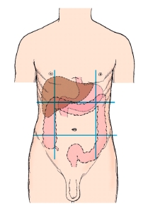The upper,center region on this illustration is termed the:   A)  umbilical. B)  epigastrium. C)  hypogastrium. D)  hypochondrium.