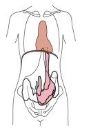 Which type of body habitus is shown in this illustration?   A)  Sthenic B)  Asthenic C)  Hyposthenic D)  Hypersthenic