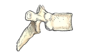 What is the classification of the bone shown in this illustration?   A)  Long B)  Short C)  Irregular D)  Sesamoid