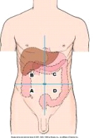 The portion of the abdominal cavity labeled as D in this figure is the _____ quadrant.   A)  right upper B)  left upper C)  right lower D)  left lower